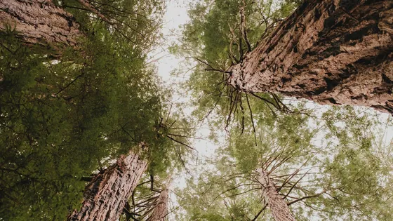 Портреты на заказ методом выжигания огнем по дереву